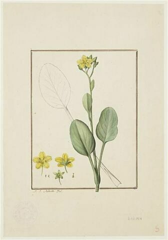 Une plante du jardin de Cels : Villarsia ovata (Gentianacées), image 1/2