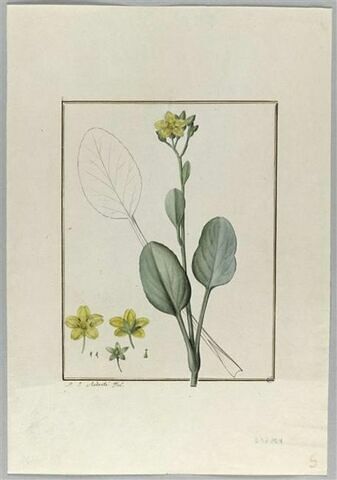 Une plante du jardin de Cels : Villarsia ovata (Gentianacées), image 2/2