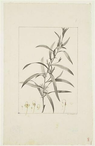 Une plante du jardin de Cels : Hakea saligna (Protéacées), image 1/1