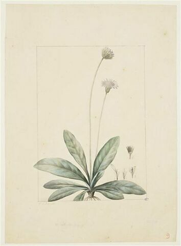 Une plante du jardin de Cels : Chaptalia tomentosa (Composées)