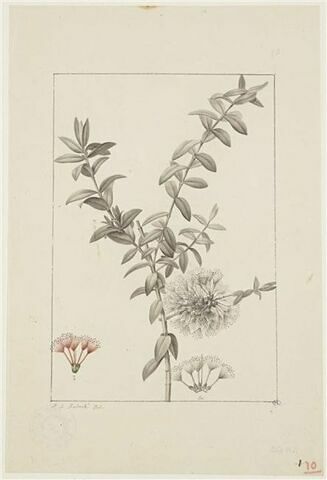 Une plante du jardin de Cels : Melaleuca hypericifolia (Myrtacées)