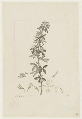 Une plante du jardin de Cels : Cytisus proliferus (Légumineuses), image 1/2