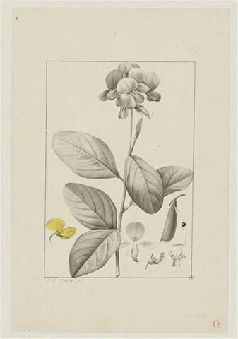 Une plante du jardin de Cels : Crotalaria semperflorens (Légumineuses), image 1/2