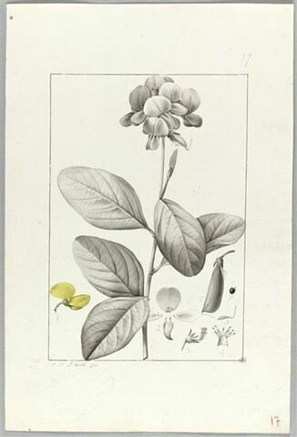 Une plante du jardin de Cels : Crotalaria semperflorens (Légumineuses), image 2/2