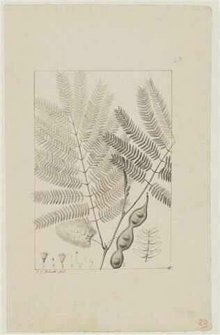 Une plante du jardin de Cels : Mimosa dystachya (Légumineuses), image 1/2