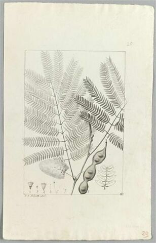 Une plante du jardin de Cels : Mimosa dystachya (Légumineuses), image 2/2
