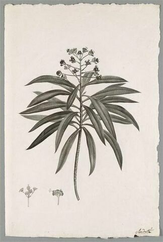 Etude d'une plante : Euphorbia mellifera, image 1/1