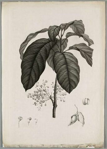 Etude d'une plante : Sterculia Monosperma, image 1/1