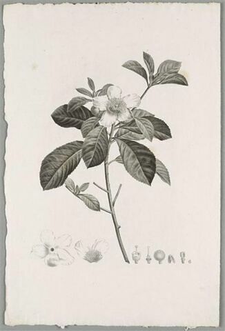 Etude d'une plante : Gordonia Pubescens, image 1/1
