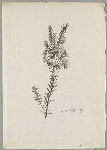 Etude d'une plante : Styphelia Gnidium
