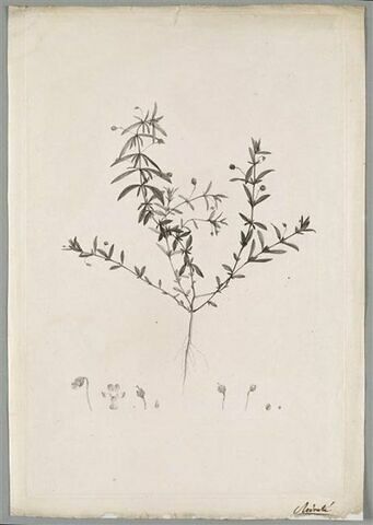 Etude d'une plante : Ionidium Polygalaefolium