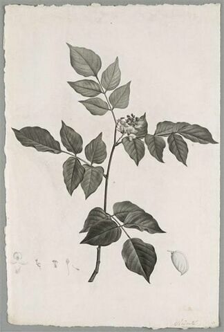 Branche fleurie : Pongamia Glabra, image 1/1