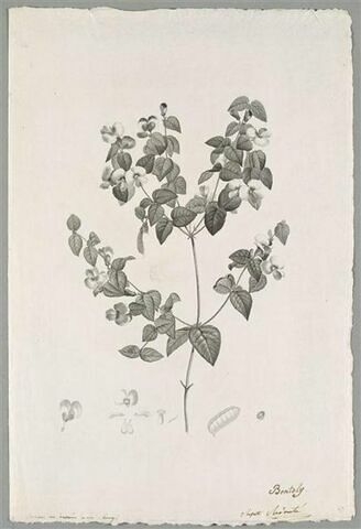 Branche fleurie : Platylobium Formosum