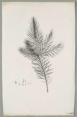 Branche : Persoonia Linearis, image 1/1