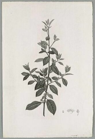 Branche fleurie : Rhamnus Glandulosus, image 1/1