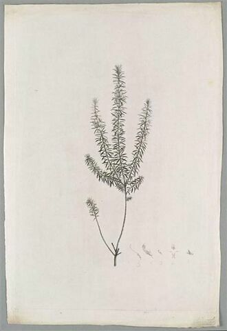 Branche fleurie : Pultenaea ericoides, image 1/1
