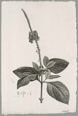 Branche fleurie : Verbena mutabilis, image 1/1