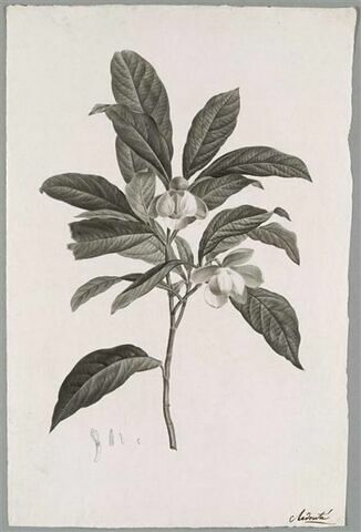 Branche fleurie : Magnolia pumila