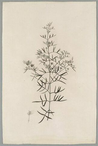 Branche fleurie : Boronia Pinnata, image 1/1