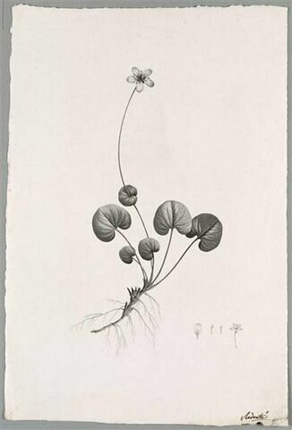 Plante fleurie : Parnassia Asarifolia