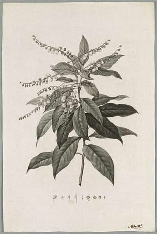Branche fleurie : Clethra Arborea, image 1/1