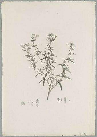 Branche fleurie : Nemesia Foetens, image 1/1