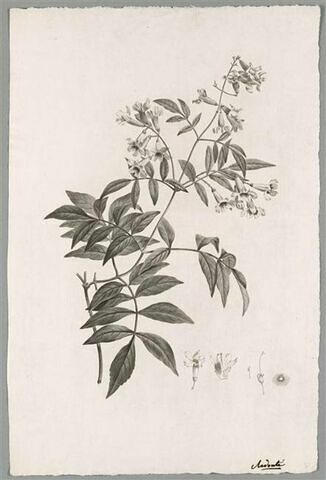 Branche fleurie : Bignonia Pandorea, image 1/1