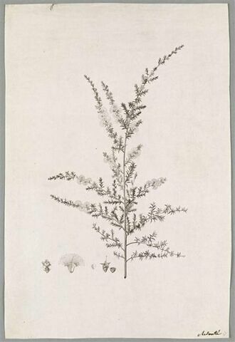 Branche fleurie : Metrosideros Corifolia, image 1/1