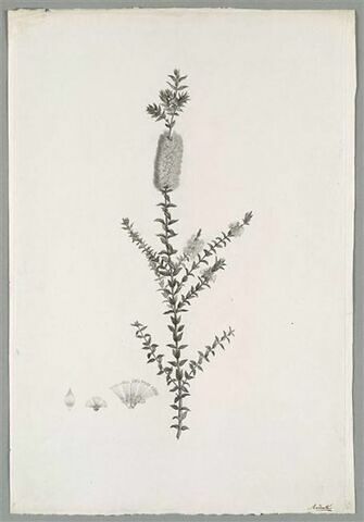 Branche fleurie : Melaleuca Myrtifolia