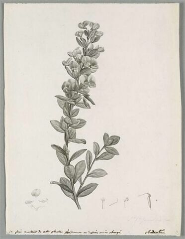Branche fleurie : Rafnia Triflora
