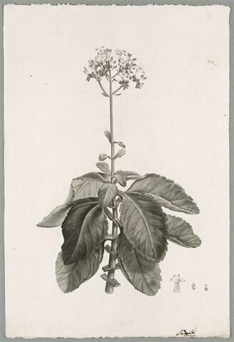 Branche fleurie : Cotyledon Crenata, image 1/1
