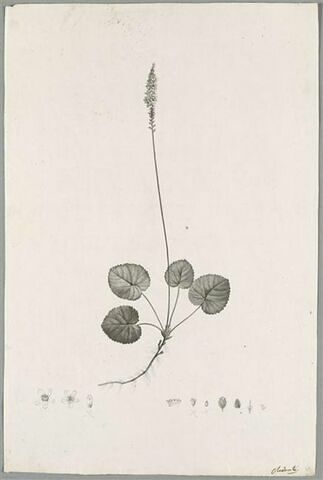 Plante fleurie : Solenandria Cordifolia