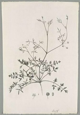 Plante fleurie : Apium Prostratum, image 1/1