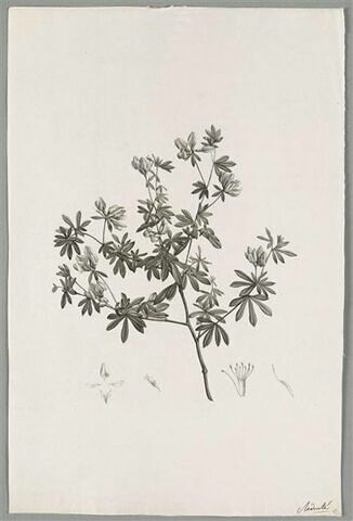 Branche fleurie : Lotus Anthylloides, image 1/1
