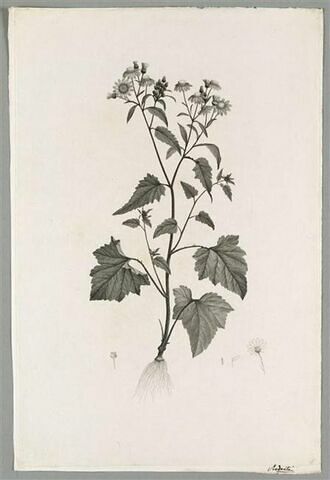 Plante fleurie : Cineraria Ramentosa, image 1/1