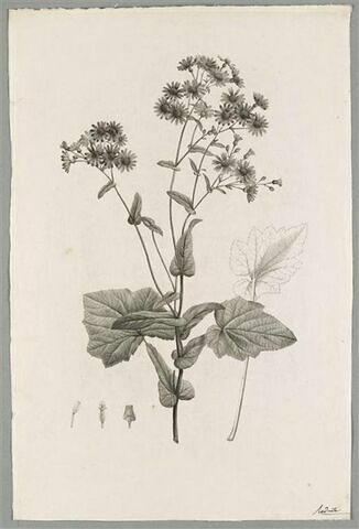 Branche fleurie : Cineraria Cruenta