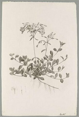 Plante fleurie : Phlox Reptans