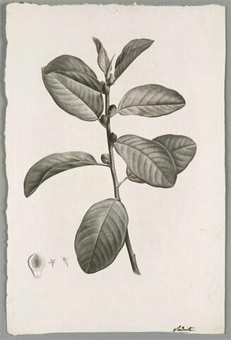 Branche : Ficus Rubiginosa