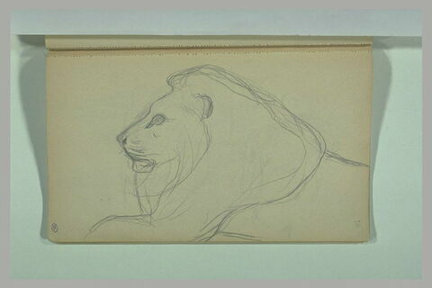 Tête de lion, image 1/1