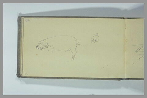 Porc vu de profil ; oreilles, yeux et queue d'un porc, image 1/1