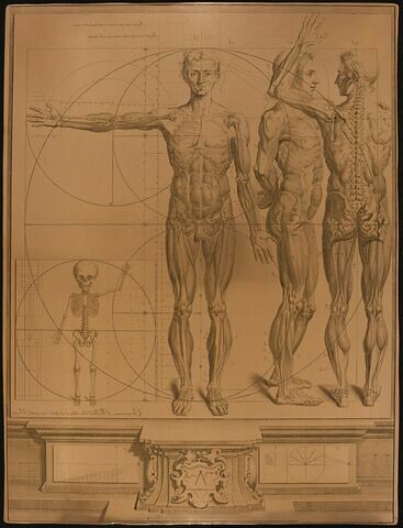 Propotions et diverses attitudes du corps humain représentées par autant de squelettes