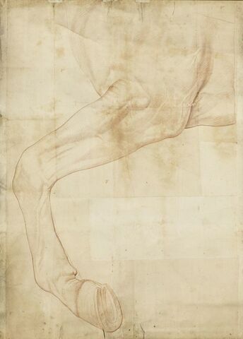 Jambe antérieure gauche d'un cheval, levée, image 1/1