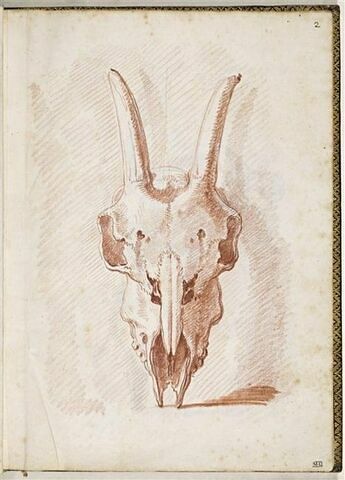 Crâne de chèvre, image 1/1