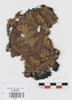 orbiculus ; fragment, image 1/2