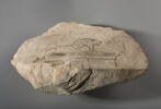 ostracon figuré, image 2/3