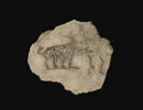 ostracon figuré, image 3/3