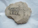 ostracon figuré, image 2/3