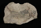 ostracon figuré, image 2/2