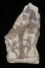 ostracon figuré, image 2/4