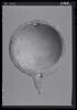 coupelle  ; vase plastique ; couvercle de vase, image 4/8